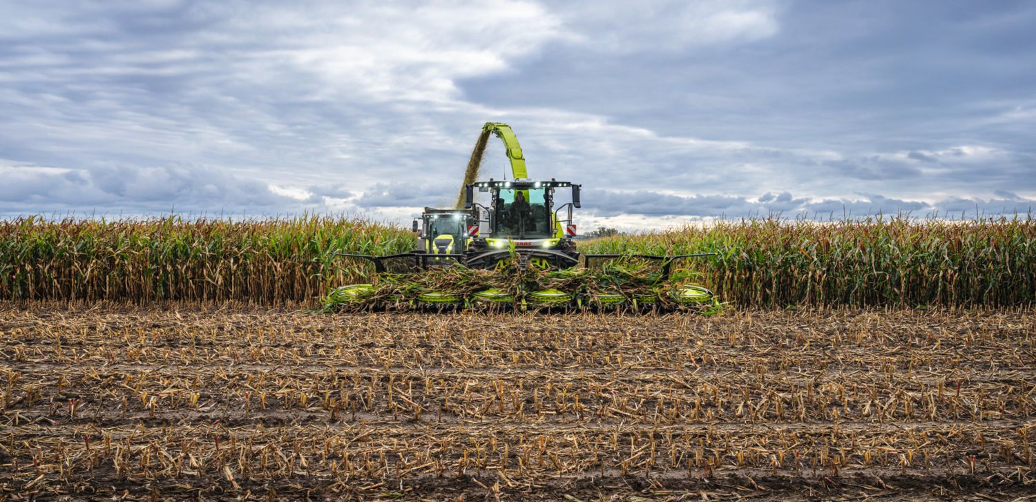 A Claas Jaguar forage harvester harvesting corn in a field 