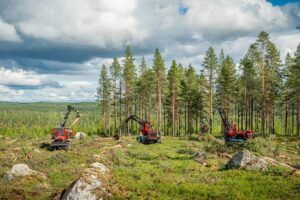 Three red Komatsu forestry machines working across a cleared area of felled timber, with standing pine forest and a cloudy sky behind.