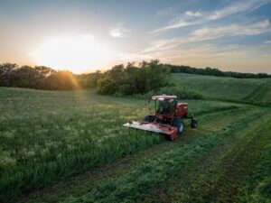 A red Case IH self-propelled windrower cutting a green forage crop in a rolling field at sunset.