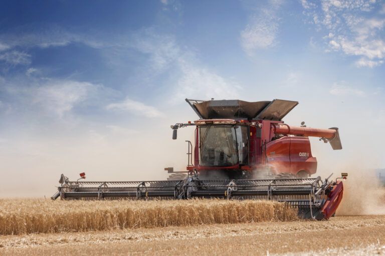 Case IH presents machine upgrades at Farm Progress Show A red Case IH Axial-Flow combine with a wide draper header cutting a standing wheat crop, throwing dust, under a bright blue sky.