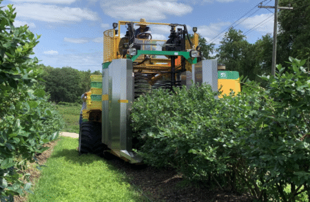 VIDEO: Oxbo brings machine-learning harvest optimisation to berry harvesters An Oxbo self-propelled berry harvester straddling a row of blueberry bushes in a field, with an operator seated at the top and green harvested-fruit crates visible on the machine